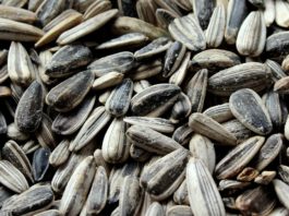 Health Benefits Of Using Sunflower Seeds That You Should Know