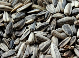 Health Benefits Of Using Sunflower Seeds That You Should Know