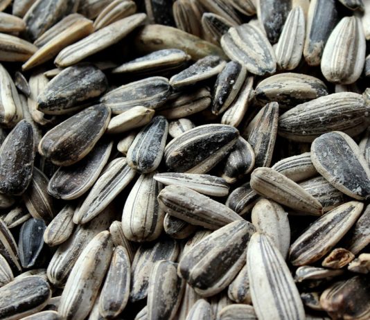 Health Benefits Of Using Sunflower Seeds That You Should Know