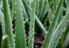 How To Apply Aloe Vera Correctly To Lighten Skin