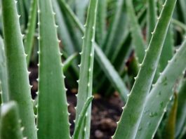How To Apply Aloe Vera Correctly To Lighten Skin