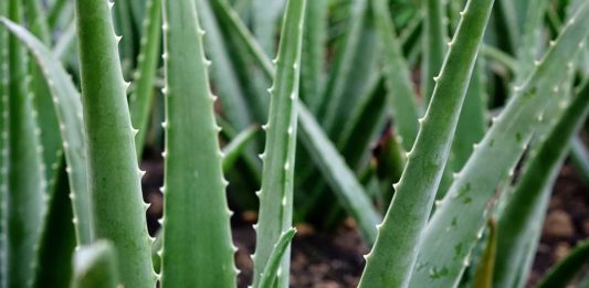 How To Apply Aloe Vera Correctly To Lighten Skin